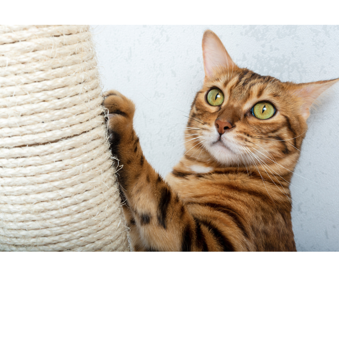 Picture for category Cat Furniture & Scratching Posts